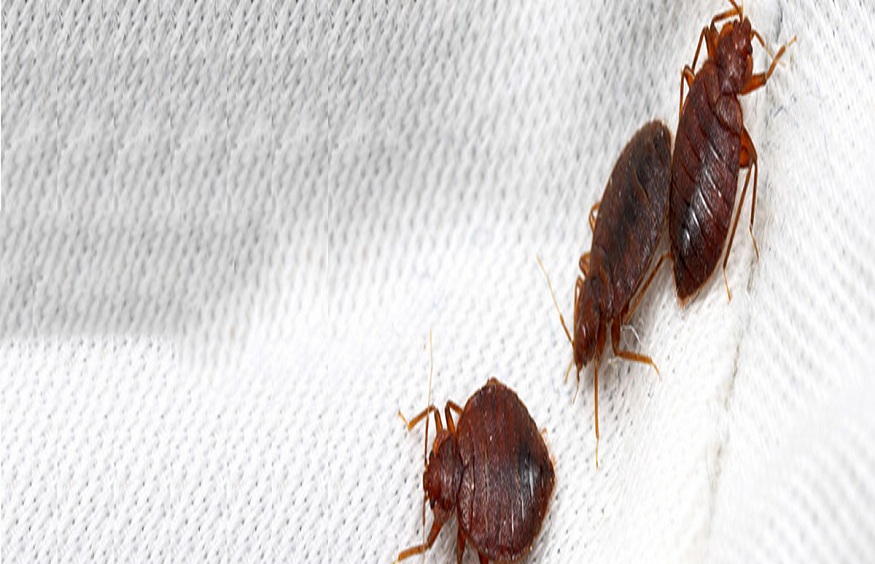 bed bugs pest control Brisbane